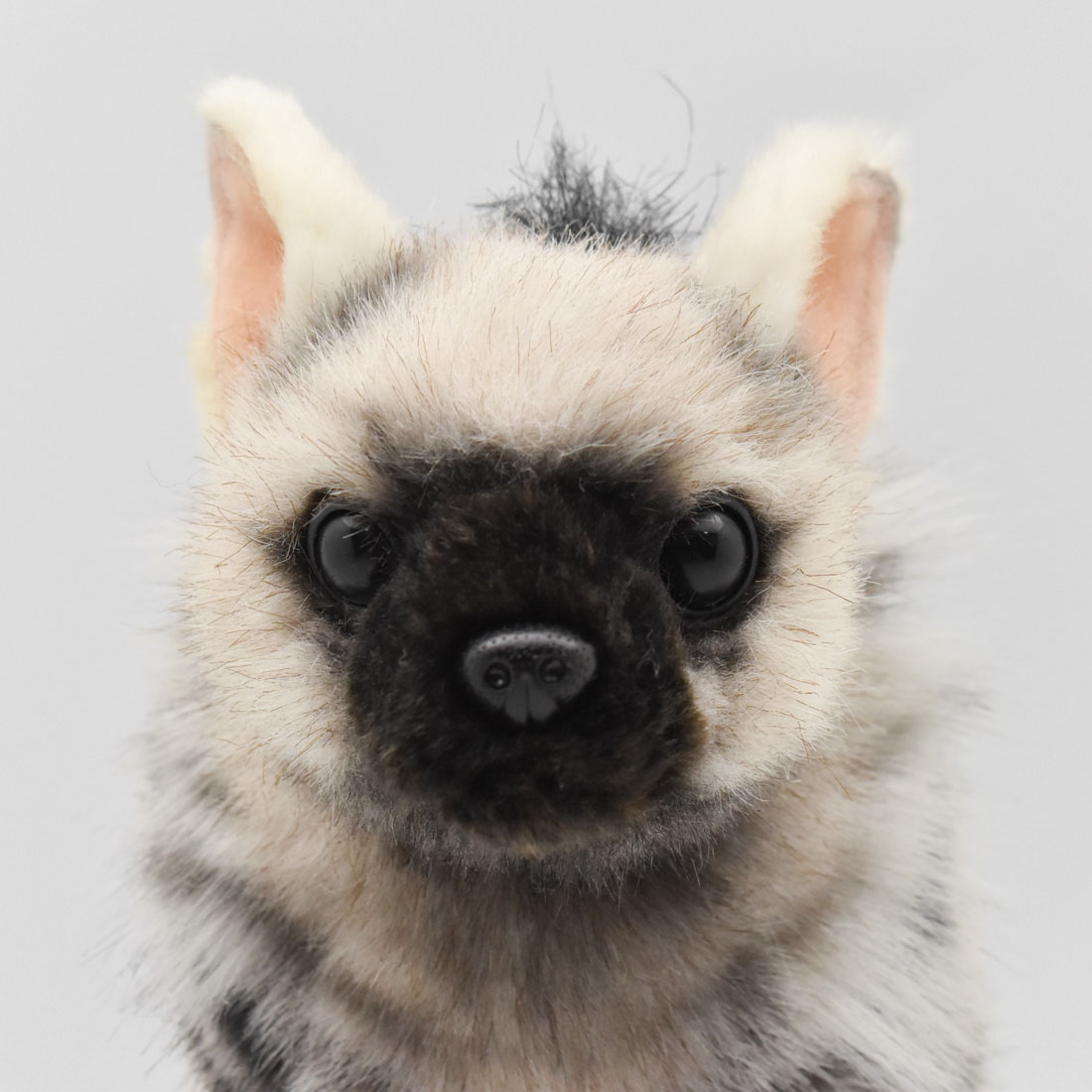 アードウルフ(仔) 28 | HANSA