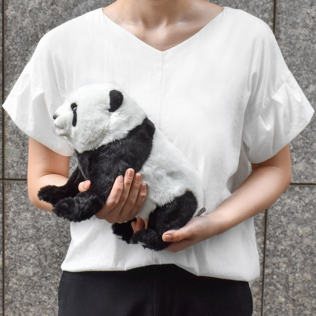 ジャイアントパンダ(Taipei Zoo) 33 | HANSA