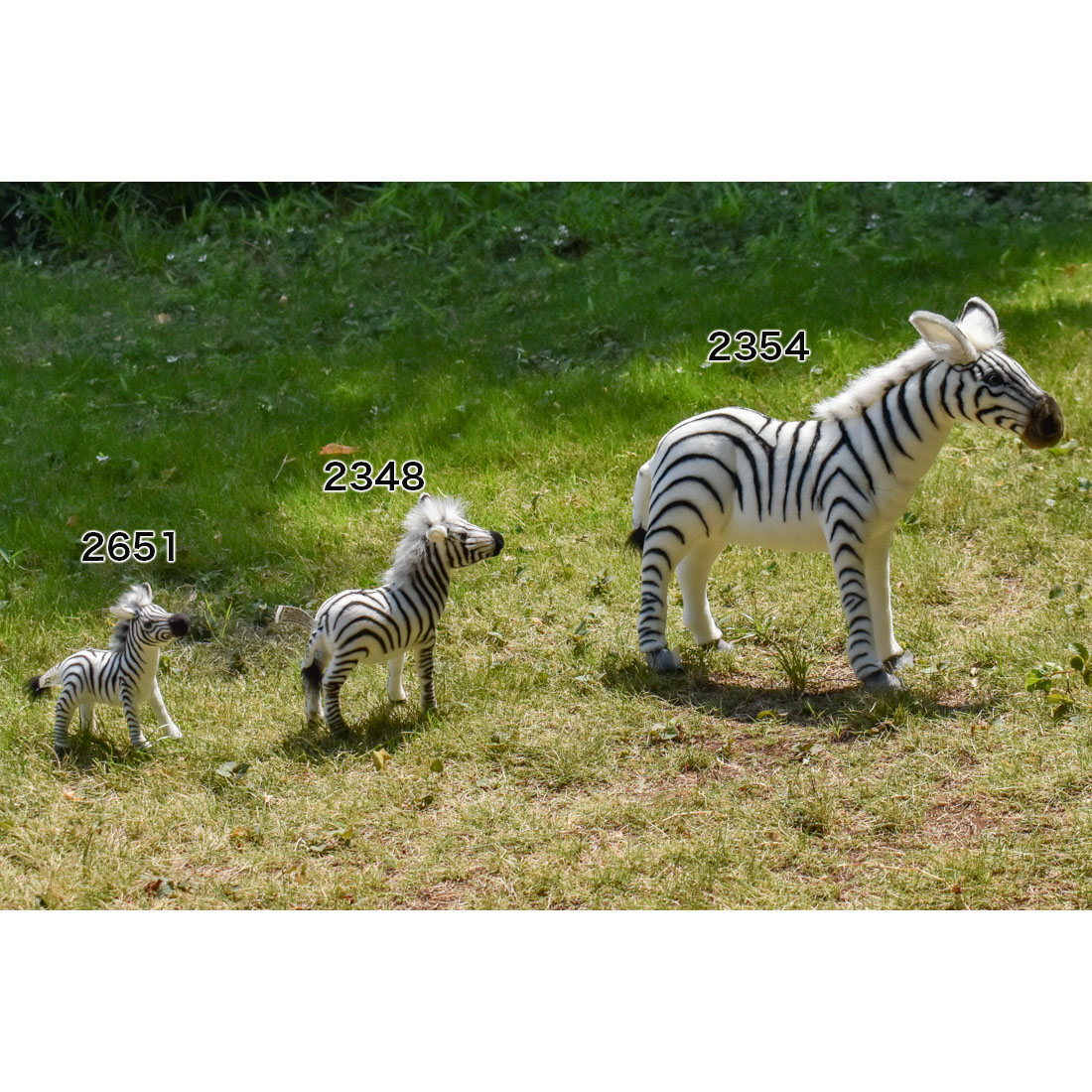 シマウマ 28 | HANSA