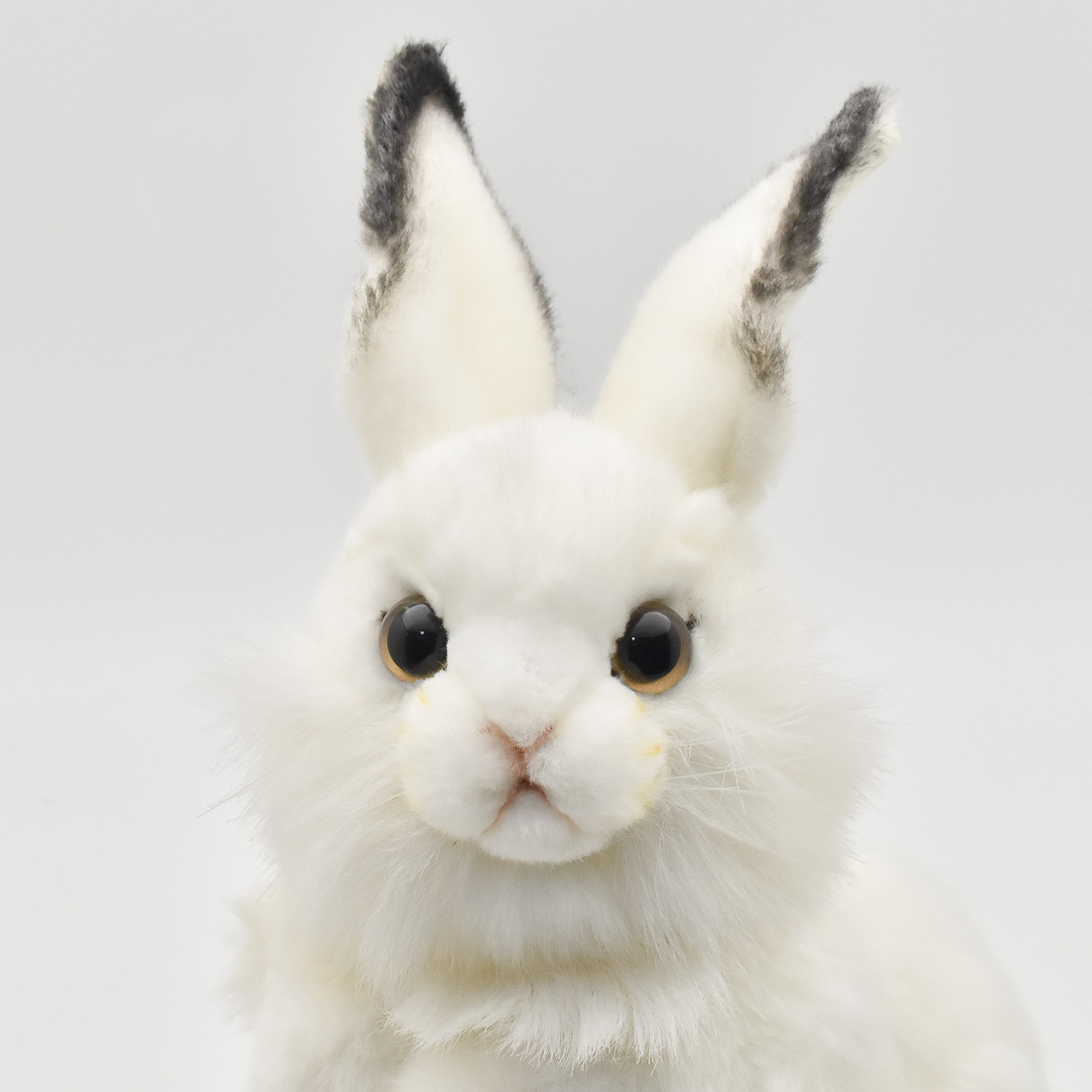 シロウサギ 30 | HANSA