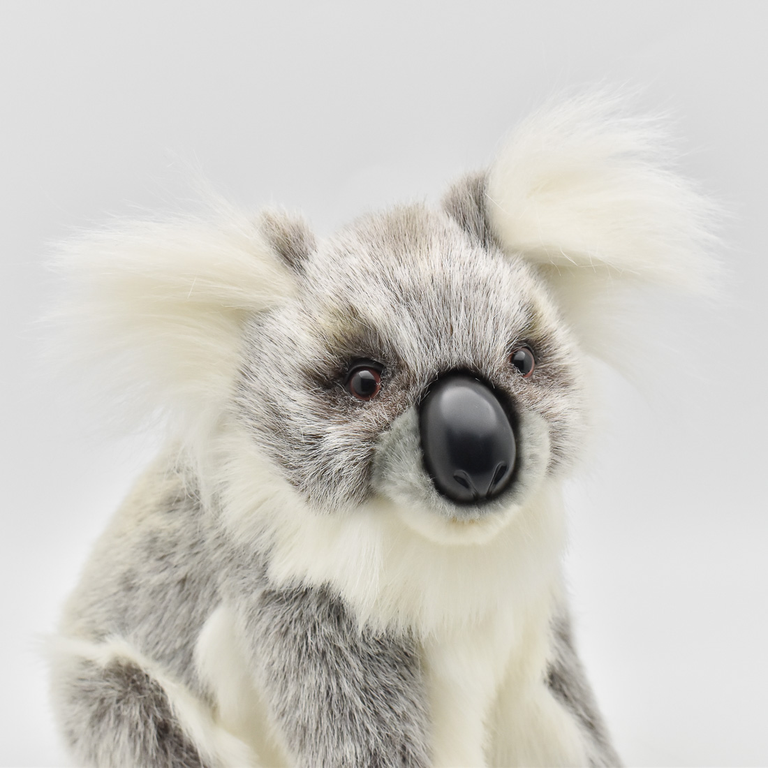 コアラ 26 | HANSA