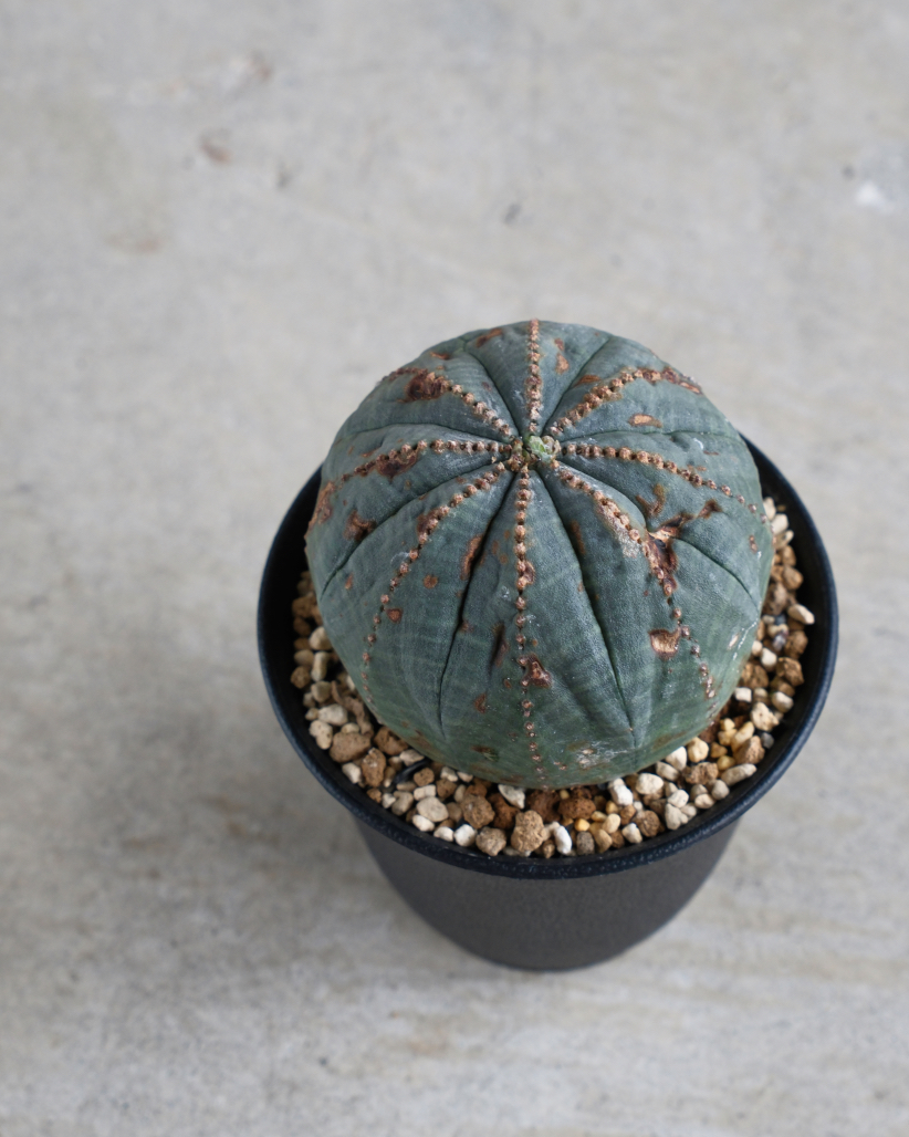 オールド】ユーフォルビア・オベサ Euphorbia obesa – HANS 多肉植物と