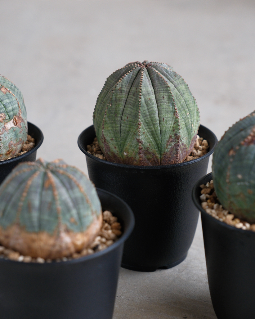 オールド】ユーフォルビア・オベサ Euphorbia obesa – HANS 多肉植物と