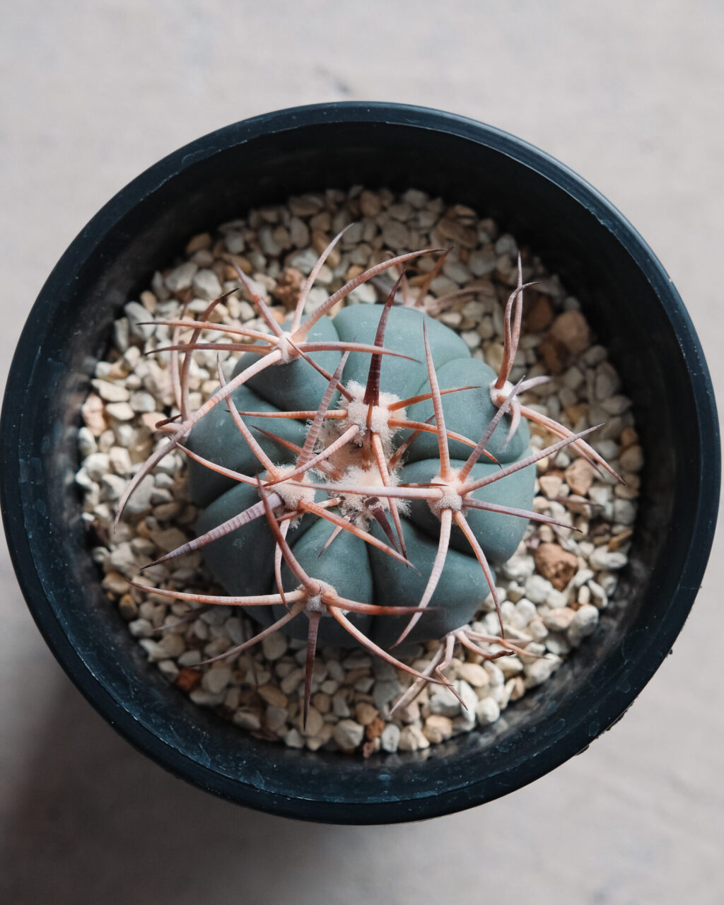 3号ポット】エキノカクタス・太平丸 – HANS 多肉植物とサボテンの専門店