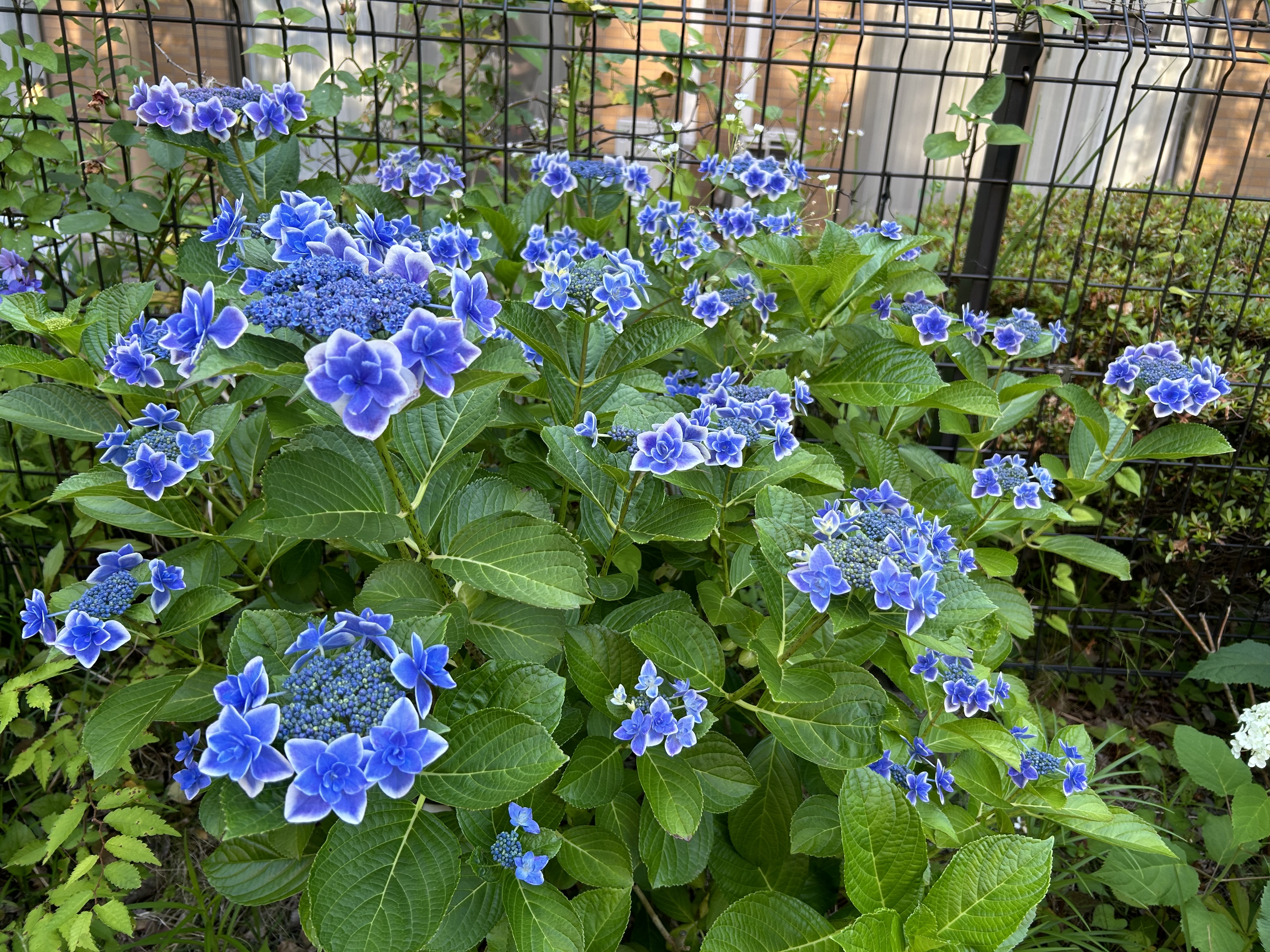 アジサイが咲きました～｜ブログ： ブランシエール港北2｜長谷工