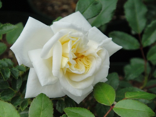 オールドローズつるバラ大苗 アルベリック バルビエ Herb&Rose バラ苗