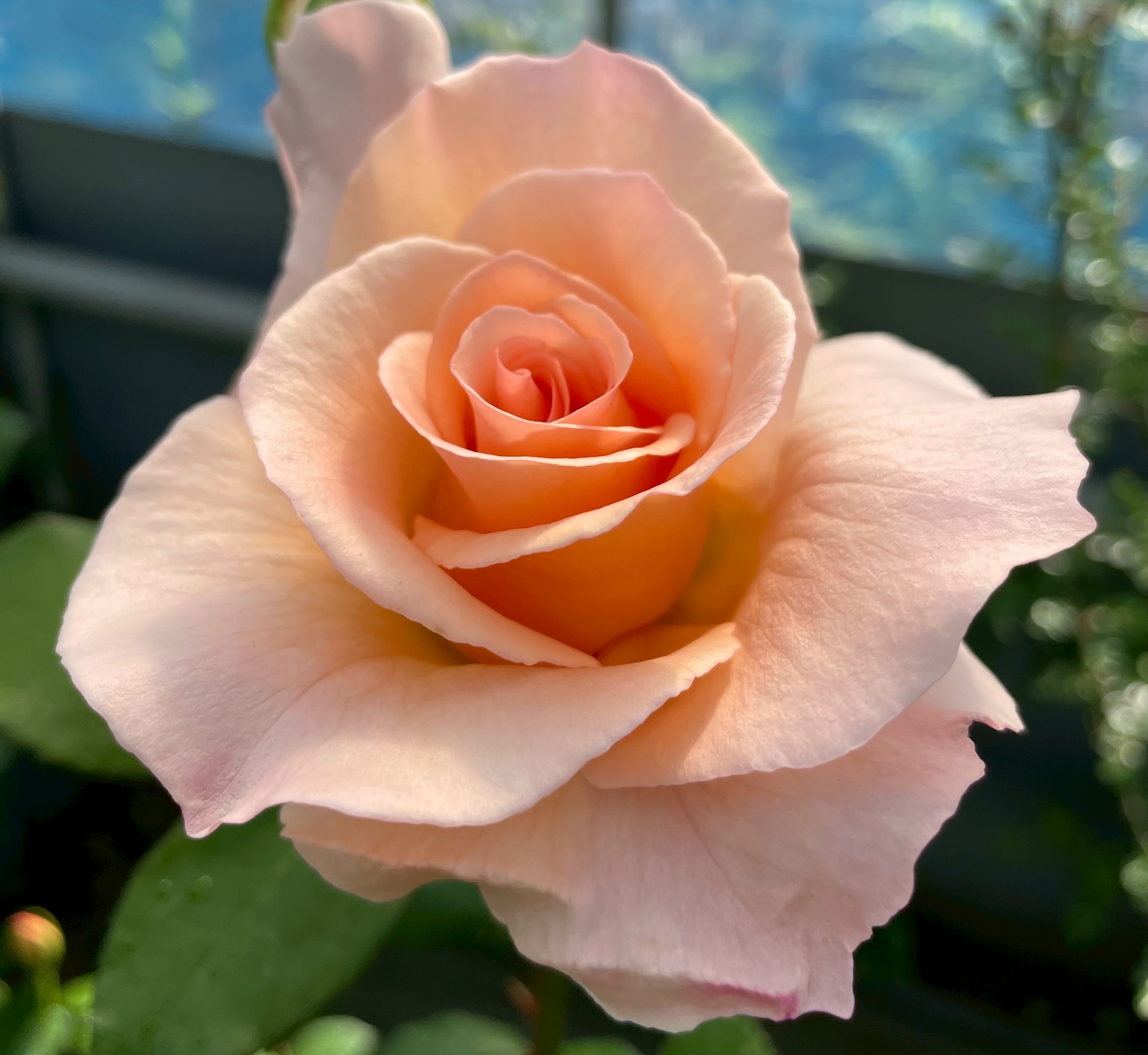 四季咲きバラ大苗 アプリコットネクター Herb&Rose バラ苗販売 商品