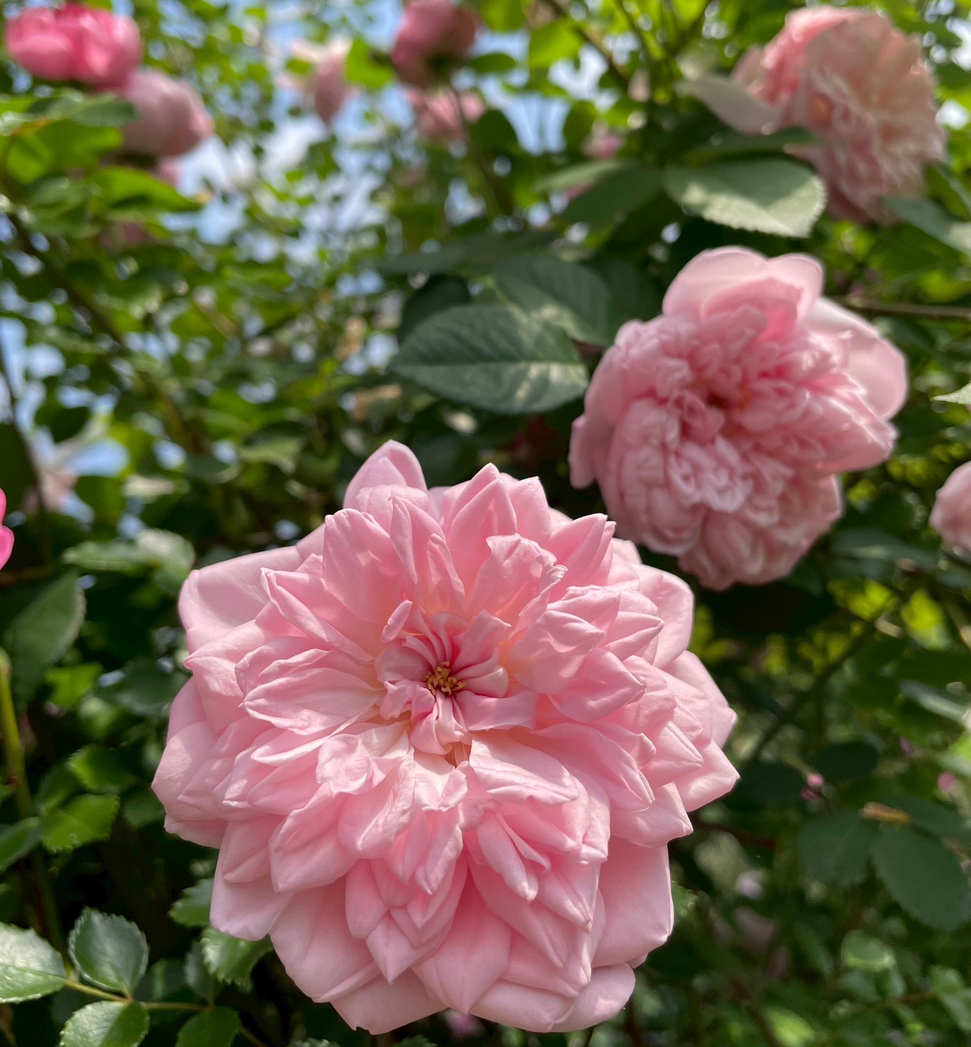 オールドローズ四季咲き大苗 ブラッシュノアゼット バラ苗販売