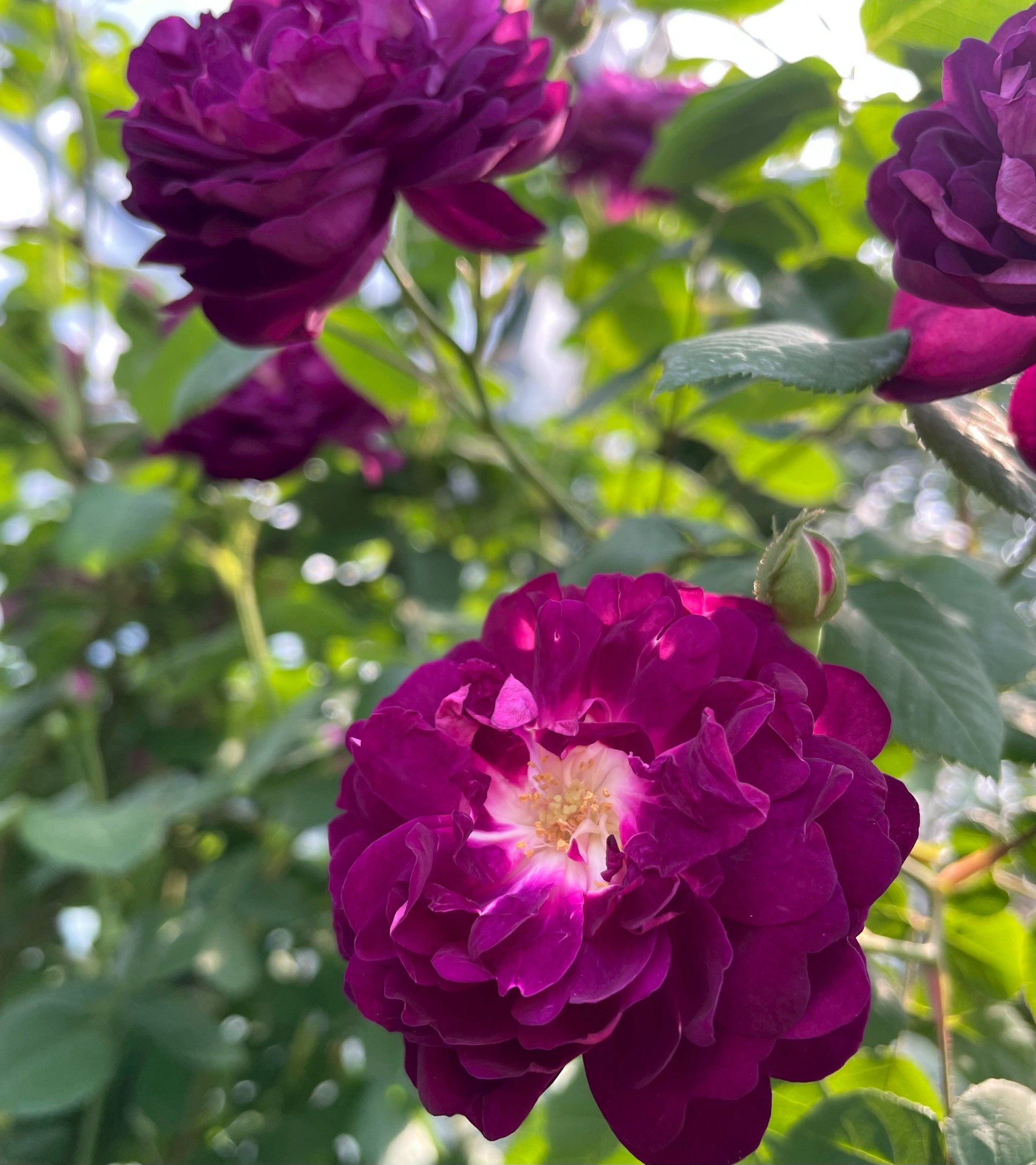 オールドローズ強香大苗 ベル ドゥ クレシー Herb&Rose バラ苗販売