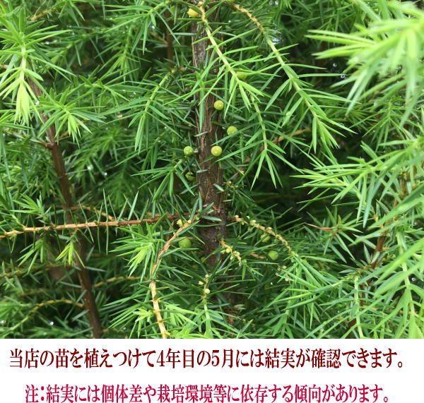 ジュニパーベリー大苗 （西洋ネズ） オス木・メス木セット 樹高70cm