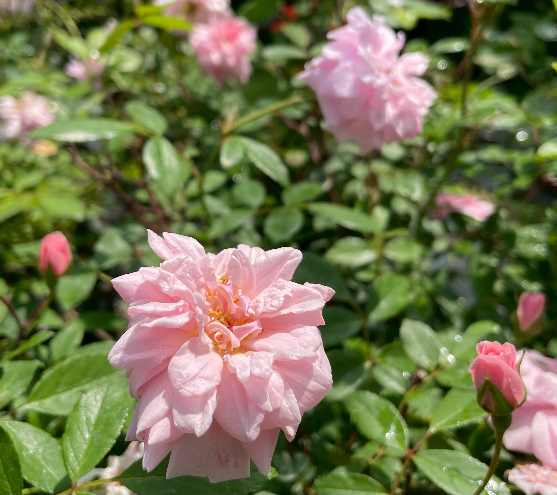 オールドローズ四季咲き大苗 セシルブルンネ Herb&Rose バラ苗販売