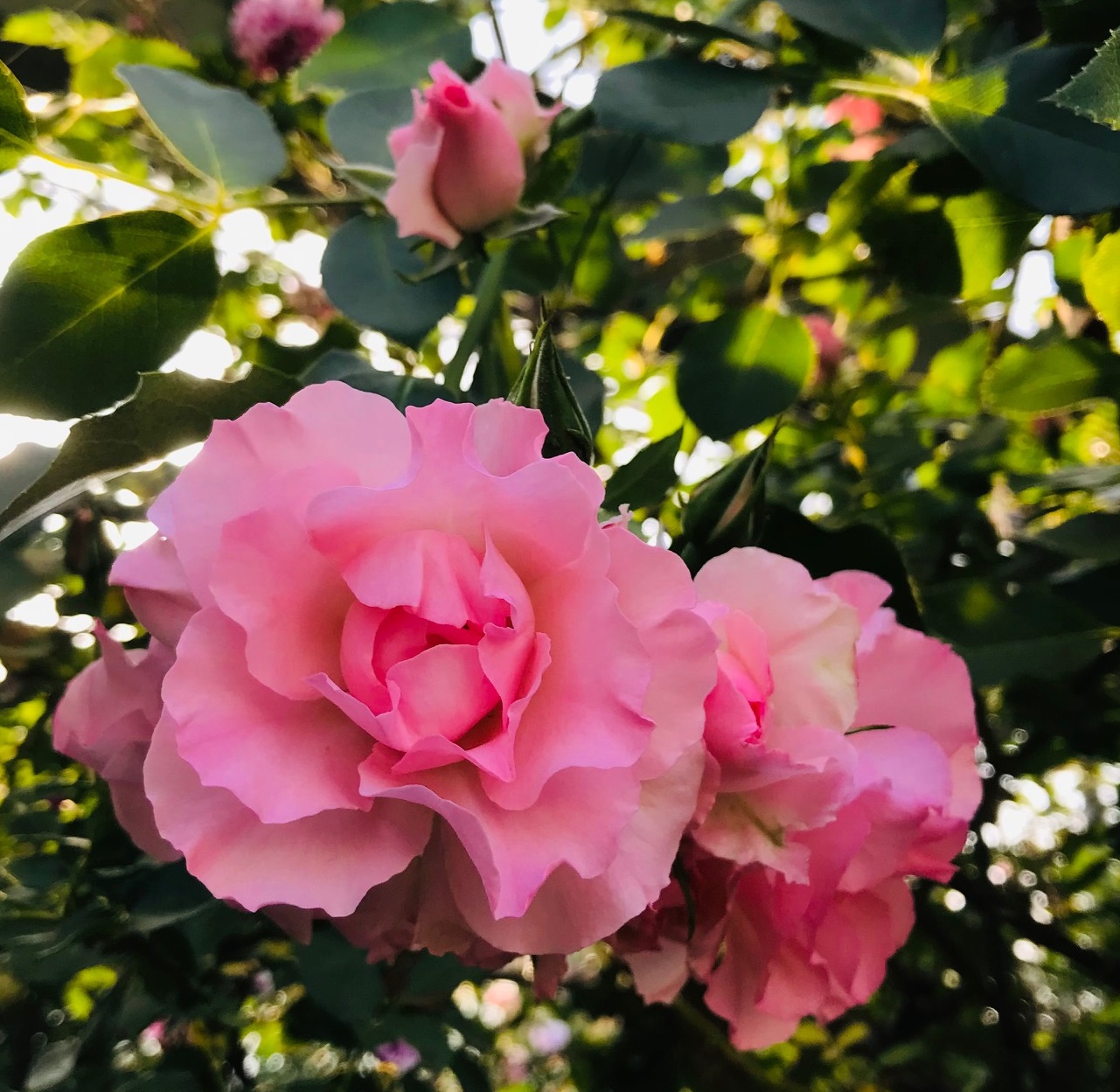 半つるバラ 四季咲き大苗 ローゼンドルフシュパリースホープ Herb&Rose