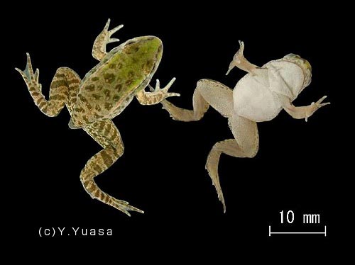 ダルマガエル：カエルの鳴き声図鑑