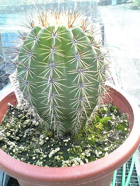 ベンケイチュウ（弁慶柱）の子ども｜オフィシャルブログ｜東山動植物園