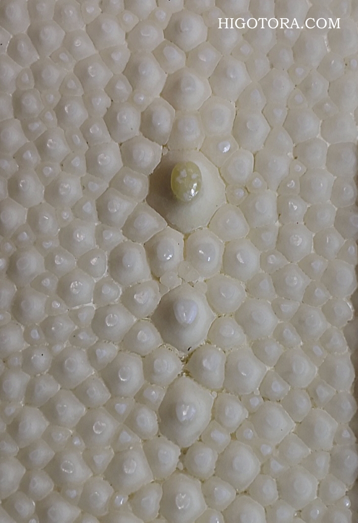 日本刀用【鮫皮】”超特上”グレード入りました｜肥後虎ブログ｜肥後虎