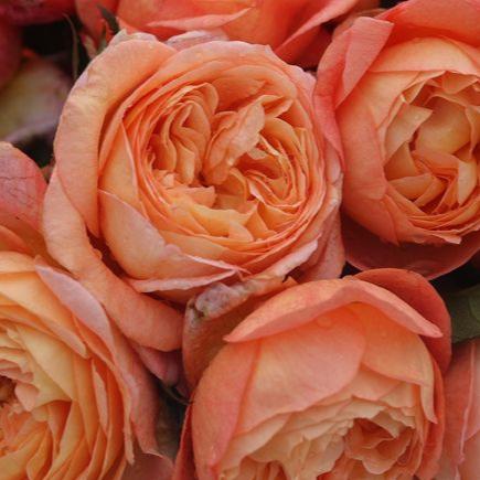 Robin 罗宾 (Japan) – Hillside Rose Farm