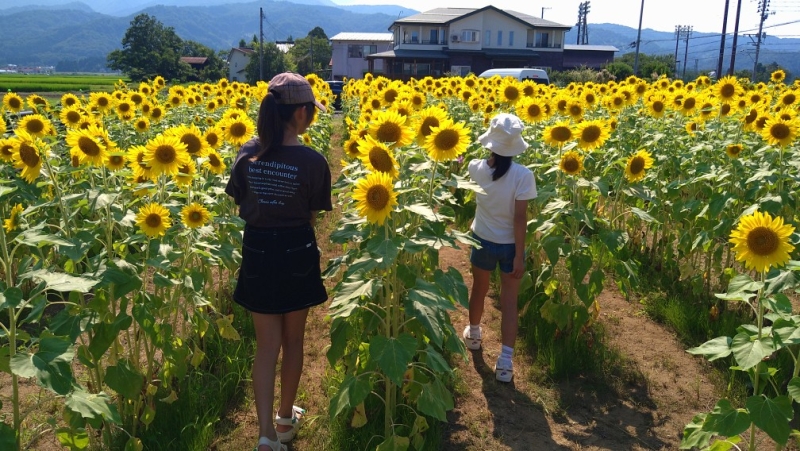 つくしファームひまわり畑（新潟県上越市南新保西野） - ひまわり畑ネット