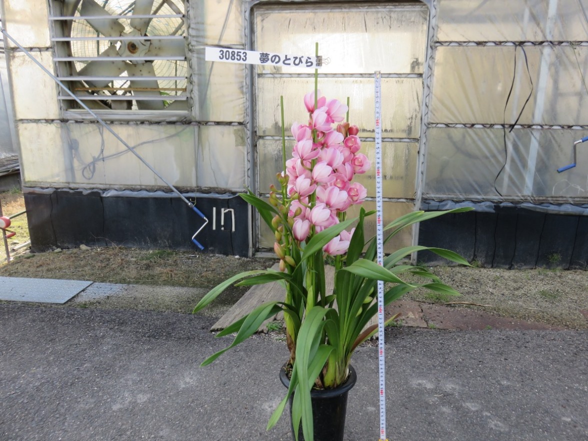 品種登録迅速化総合電子化システム