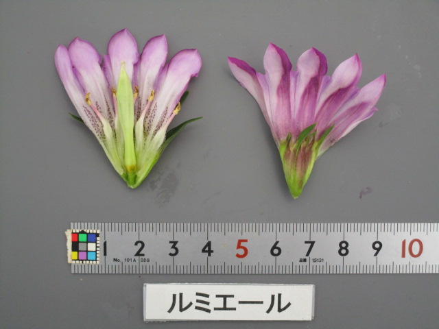 品種登録迅速化総合電子化システム