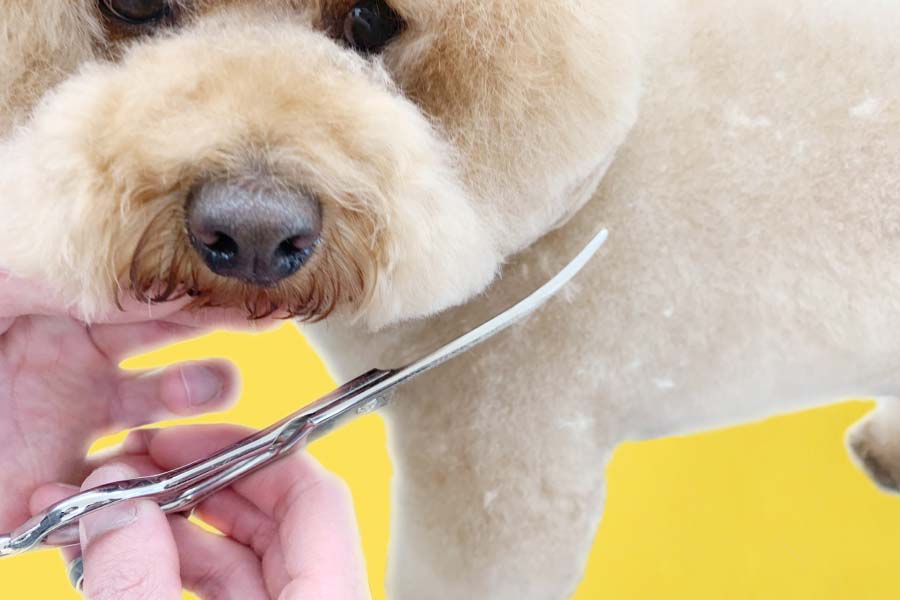 ブログ詳細｜美容ハサミなら飛燕シザー (hien scissors)