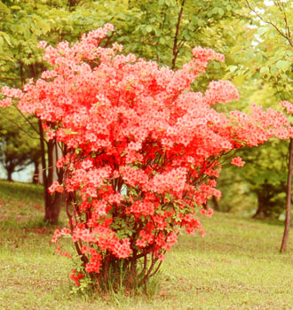 ヤマツツジ（緑化樹木カード図鑑）| 林業試験場| 北海道立総合研究機構