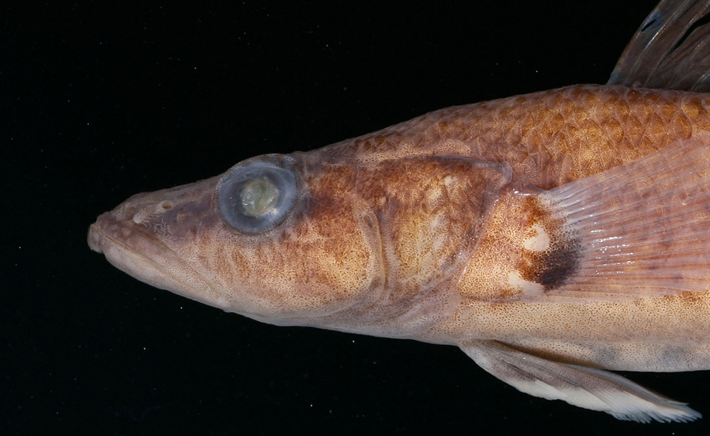 ヤエヤマノコギリハゼ | 【標本ナビ】多様性生物希少標本ネットワーク