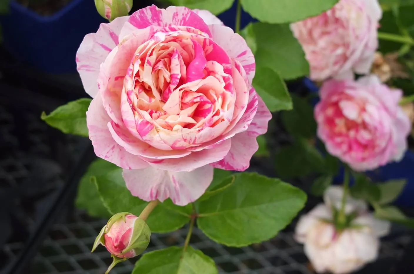 Labyrinth バラの迷宮 pickup21 『エドゥアール マネ Edouard Manet