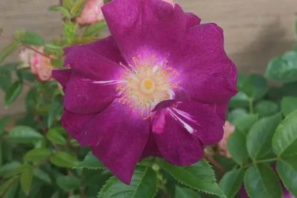 Labyrinth バラの迷宮 pickup77『サングリア ナイト』 | 植物とあなた