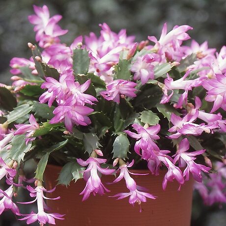 シャコバサボテンの育て方や栽培のコツ｜株式会社ハイポネックスジャパン