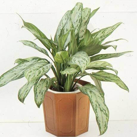 アグラオネマの育て方や栽培のコツ｜株式会社ハイポネックスジャパン