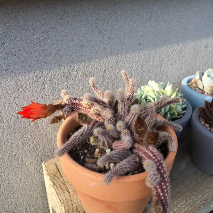 succlents world 多肉の世界 pickup8『白檀（びゃくだん）』 | 植物と