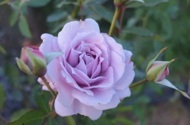 Labyrinth バラの迷宮 pickup10『爽（そう） SOU』 | 植物とあなたを