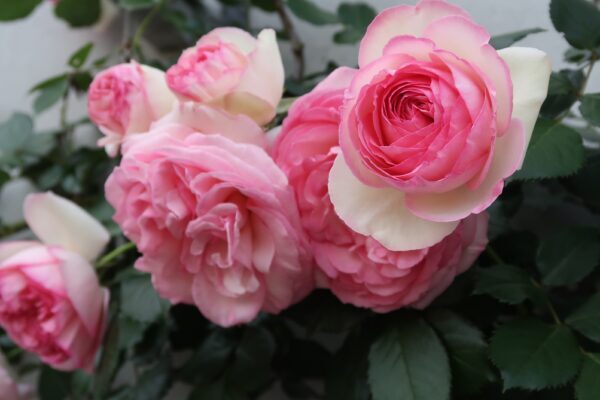 バラをもっと深く知る㊱やっぱりかわいい 白にピンク | 植物とあなたを