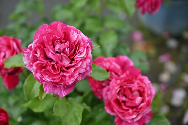 Labyrinth バラの迷宮 pickup233『ベルト モリゾ』 | 植物とあなたを