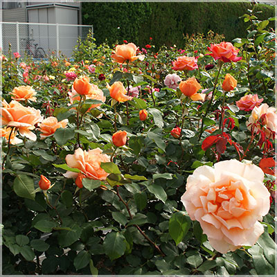 相原バラ園 / ジャスト・ジョイ（HT）【冬苗】