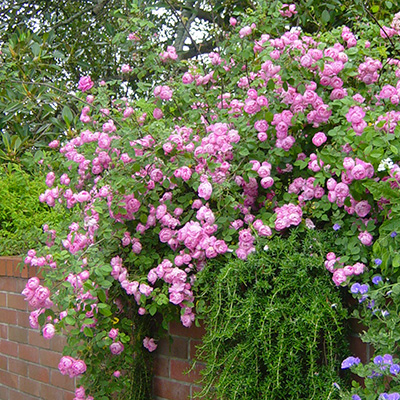 相原バラ園 / ローブリッター（CL）【冬苗】