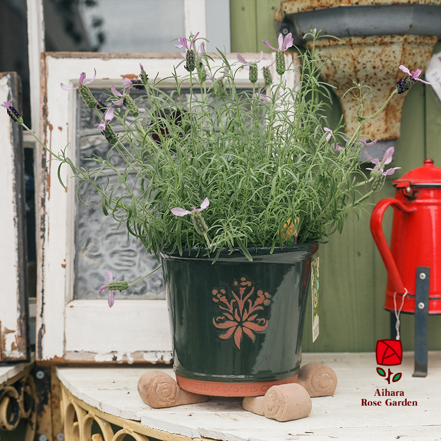 相原バラ園 / ウィリアムモリス シリンダータイプ（ウィロー）M