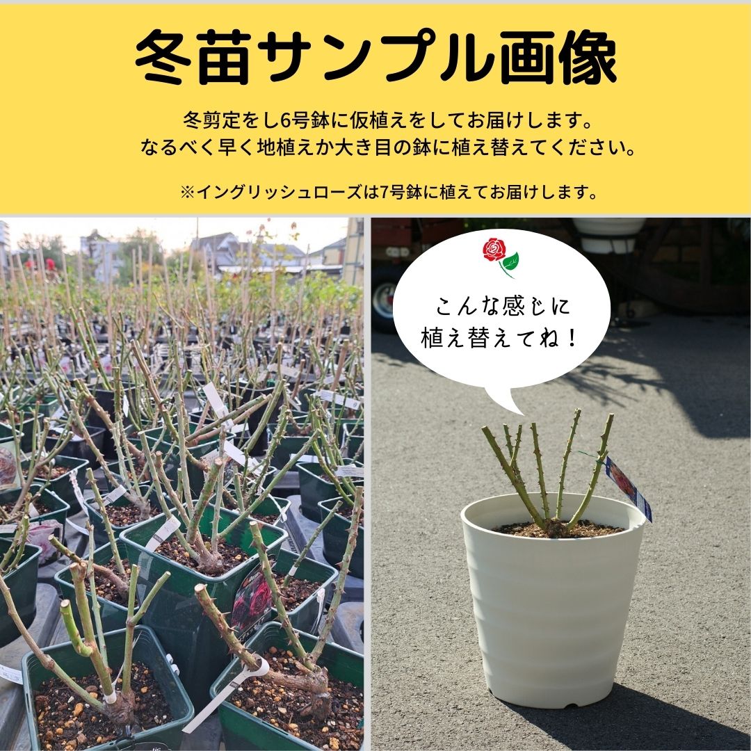 相原バラ園 / ＊ルクソール（ロサ・オリエンティスP）【冬苗】