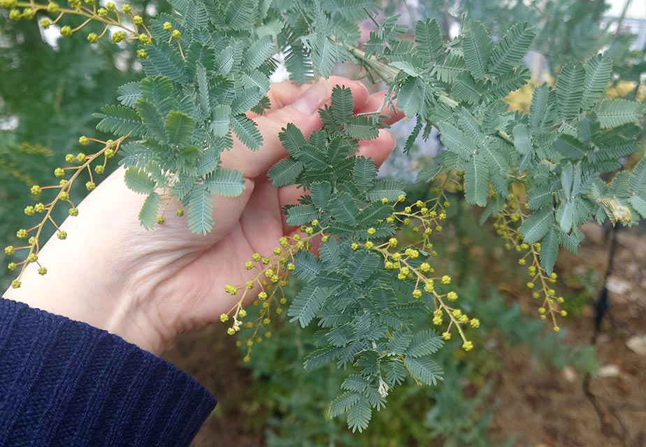 季節のシグナル、mimosa | Column - よみもの | イノブンオンライン