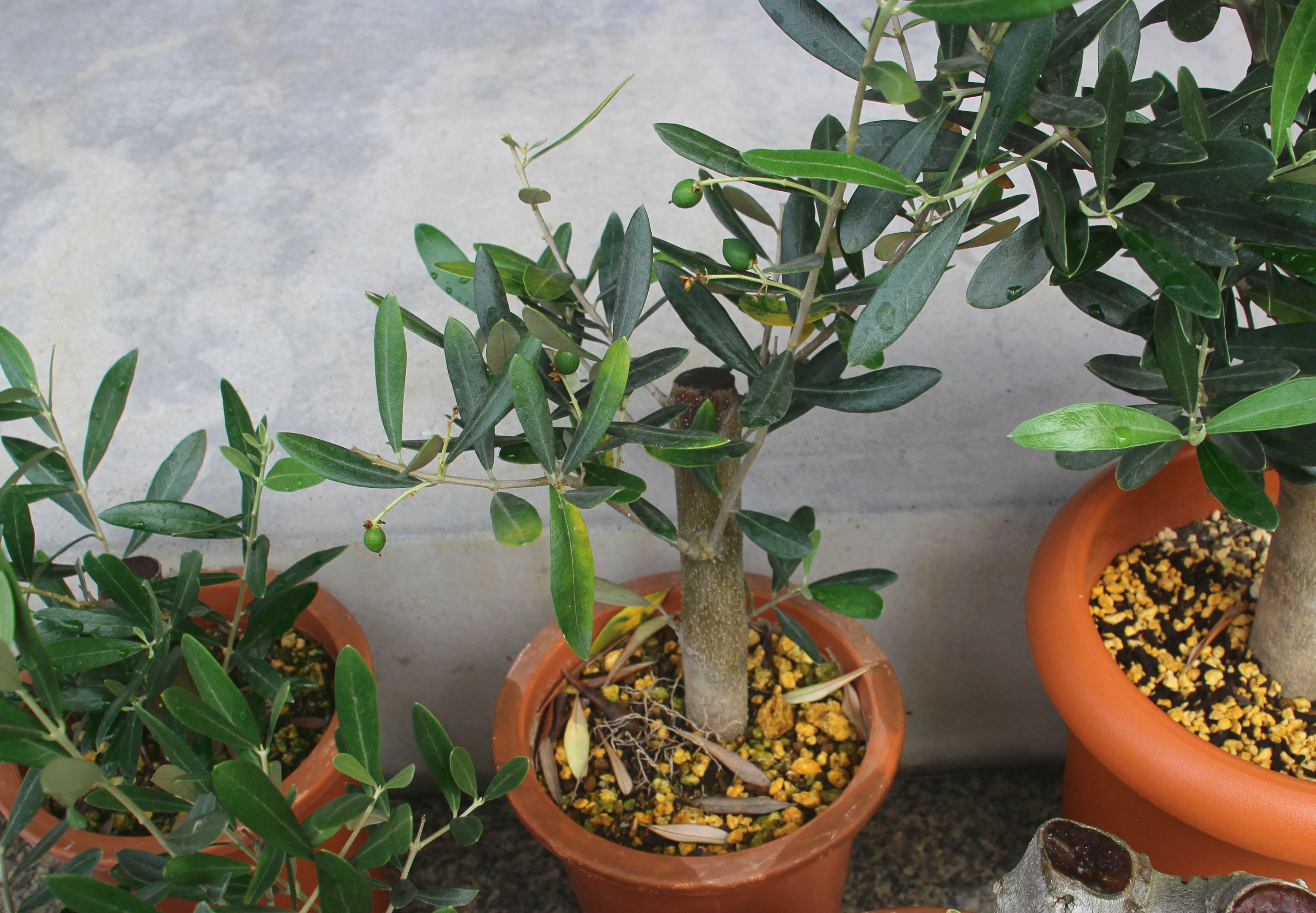 オリーブの太木挿しに。。。♪♪