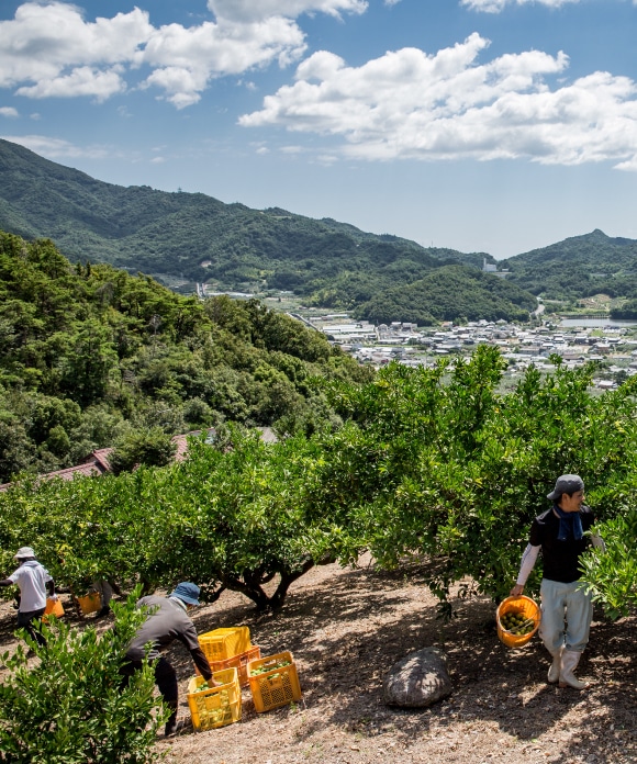 井上誠耕園産 伊予柑オリーブオイル | 井上誠耕園