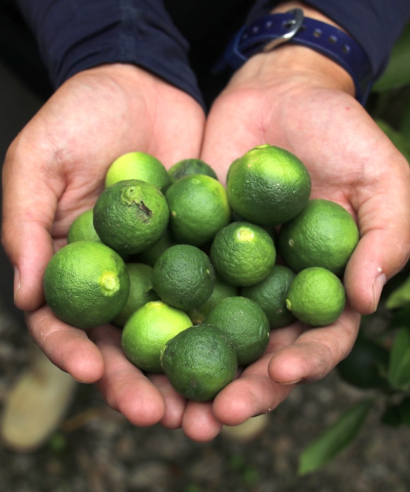 井上誠耕園産 伊予柑オリーブオイル | 井上誠耕園