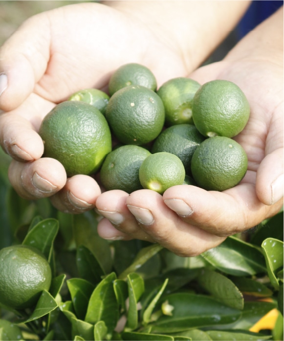 マッサージクレンジングオリーブオイル | 井上誠耕園