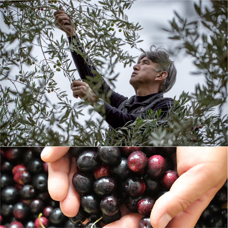 井上誠耕園産果実100% エッセンシャルオリーブオイル | 井上誠耕園
