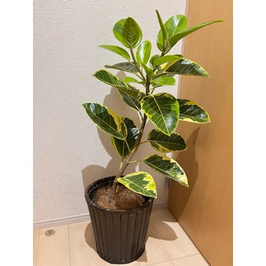 フィカスアルテシマ 曲がり 7号 イナガーデン｜空間を彩る観葉植物や