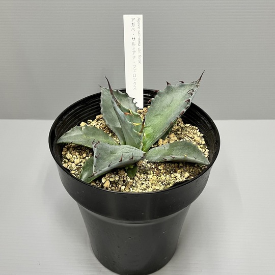 アガベ・サルミアナ・フェロックス イナガーデン｜空間を彩る観葉植物