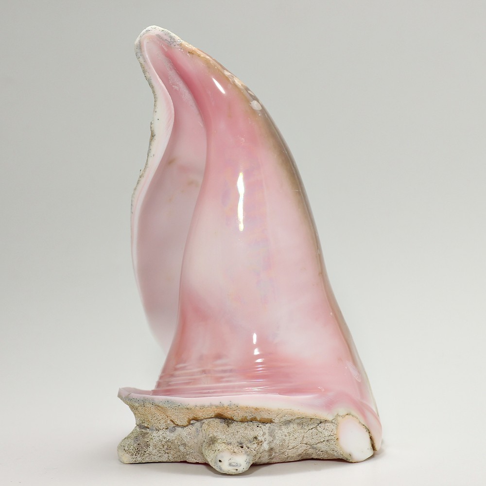 クィーンコンクシェル（コンク貝置物・虹入り） - 埼玉県吉川市の