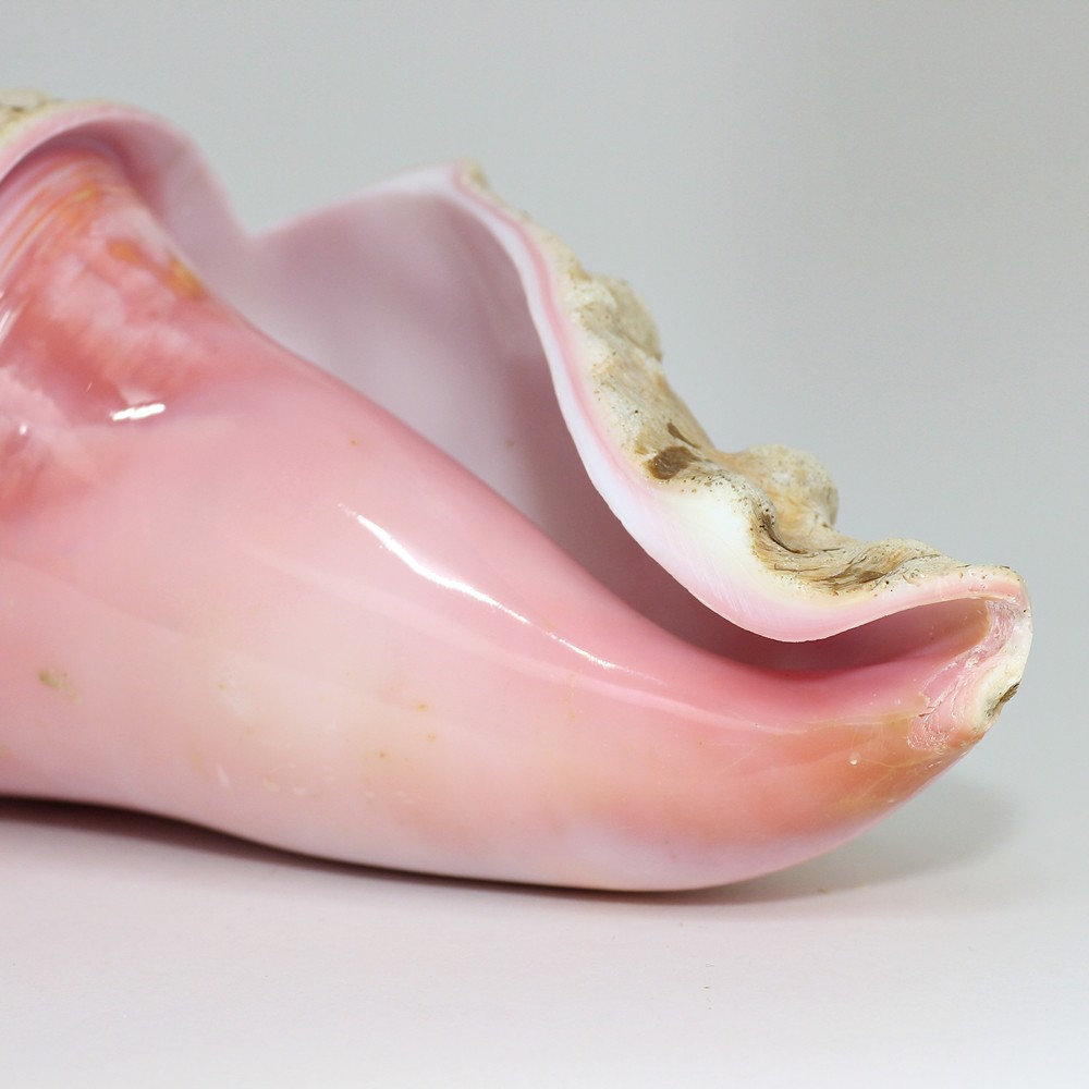 クィーンコンクシェル（コンク貝置物） - 埼玉県吉川市の天然石専門店