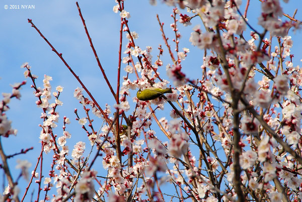ウメ（梅、バラ科）--- Prunus mume --- 四季の山野草＠（花の写真館）