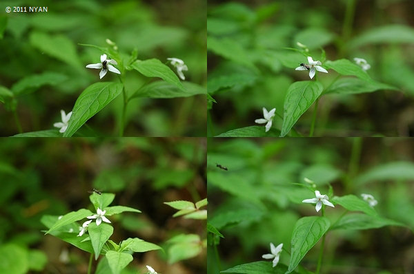 タデスミレ すみれの部屋 インターネットすみれ図鑑